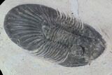 Platyscutellum Trilobite Fossil - Atchana, Morocco #100687-1